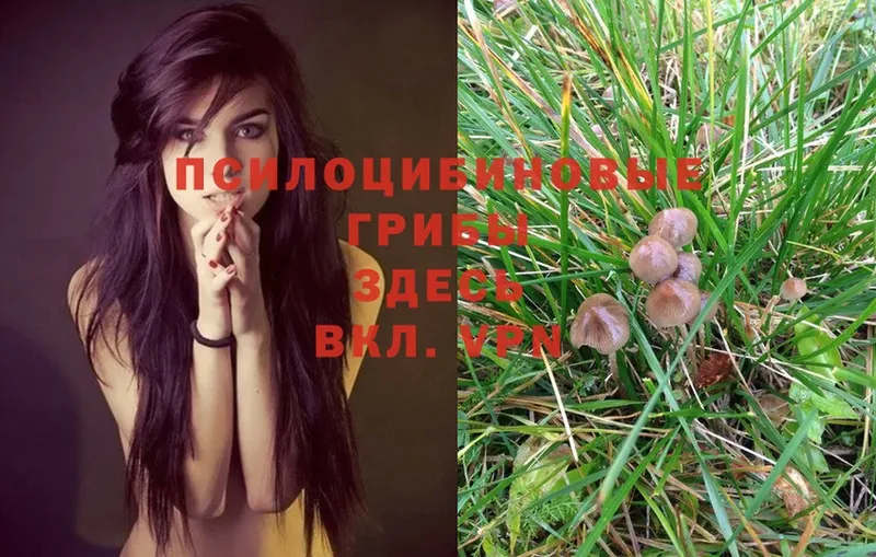 Галлюциногенные грибы Psilocybe  купить  сайты  Уссурийск 